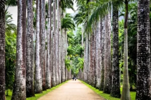 Fator Realty Constrói Casas exclusivas no Jardim Botânico Pré-Lançamento 2025